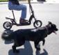 e-doggies's picture