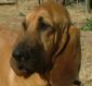 dogman's picture