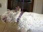 formicafowl's picture formicafowl's picture